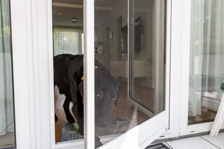 Praktische Insektenschutz-Pendeltür – bequem für Mensch und Tier Schwarzer Hund geht durch eine geöffnete Insektenschutz-Pendeltür in einer weißen Terrassentür.