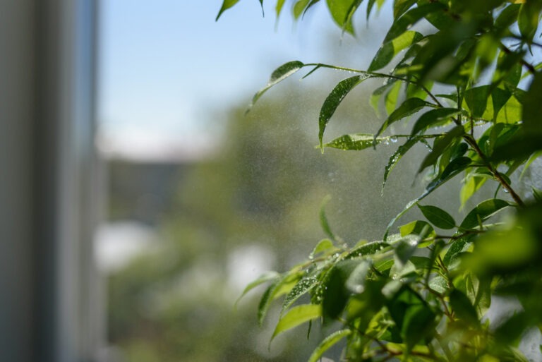 Frische und Licht – gepflegte Zimmerpflanze am Fenster Grüne Blätter einer Zimmerpflanze mit Wassertropfen vor einem Fenster im Sonnenlicht.